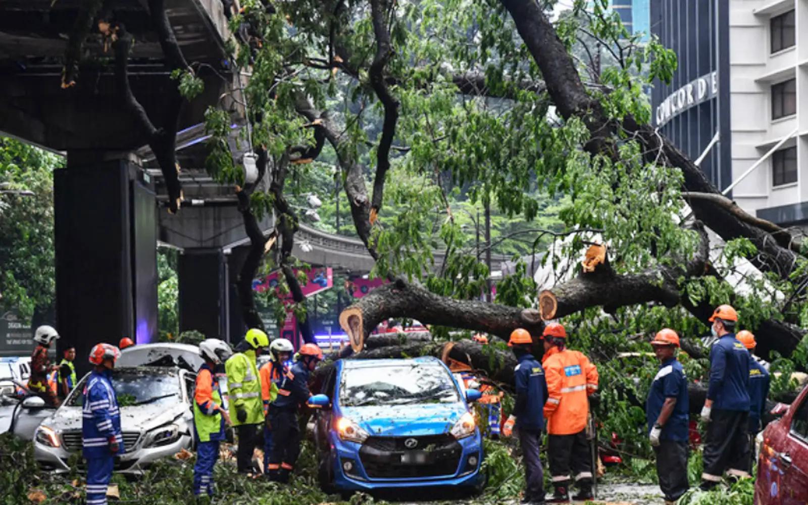 pokok tumbang