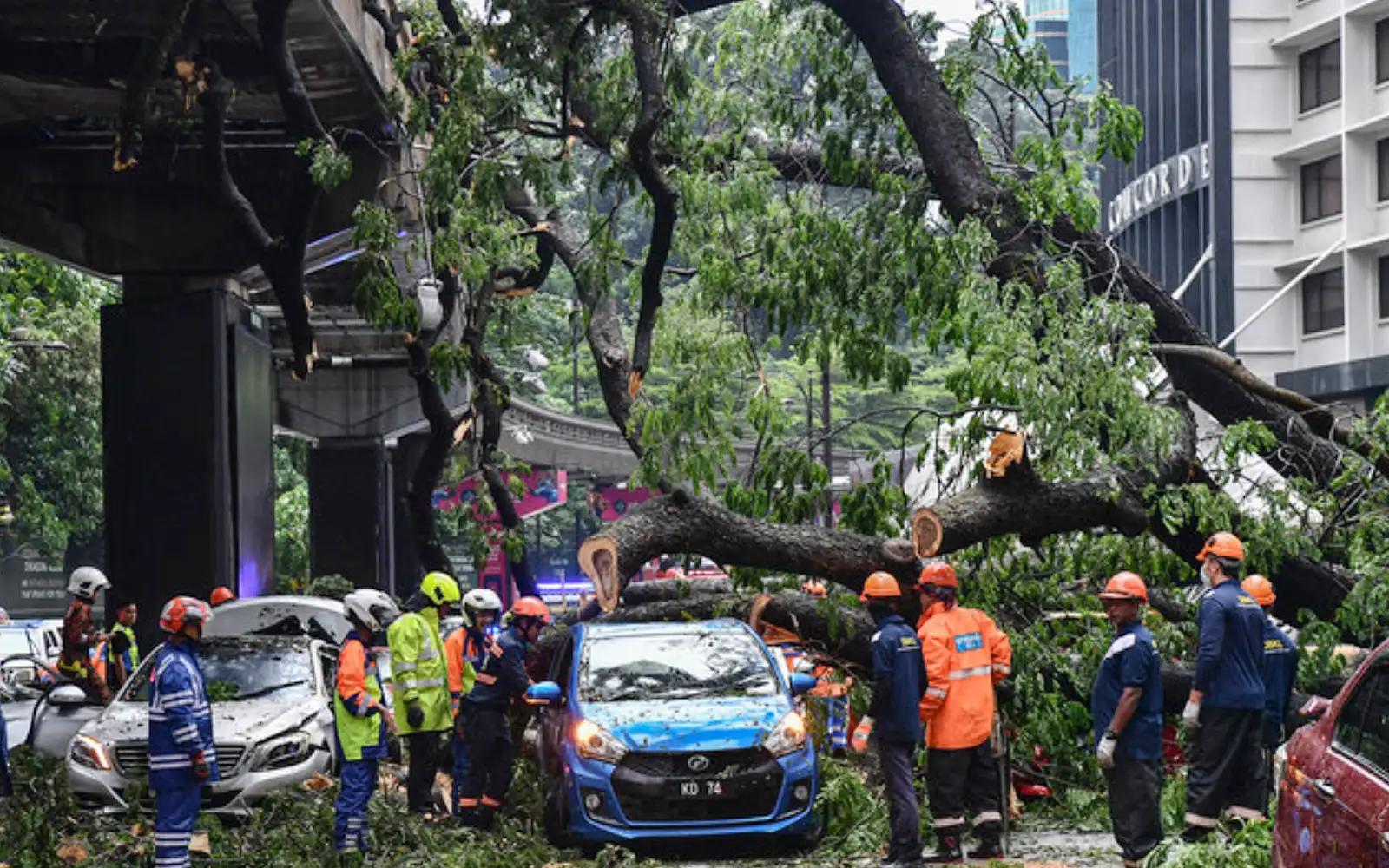 pokok tumbang